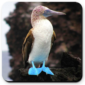 Blue-Footed Booby