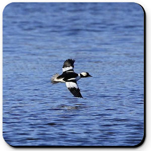 Bufflehead Duck
