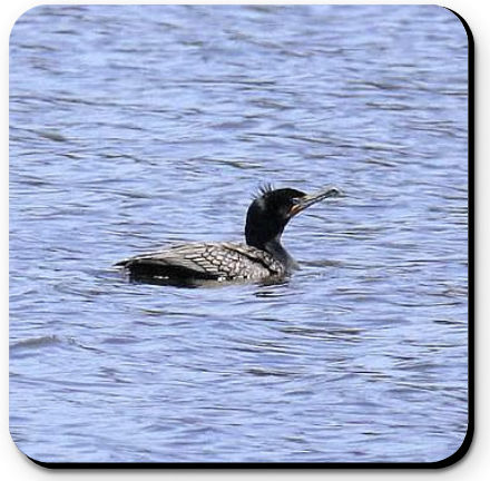Double Crested Cormorant