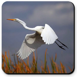 Great White Egret