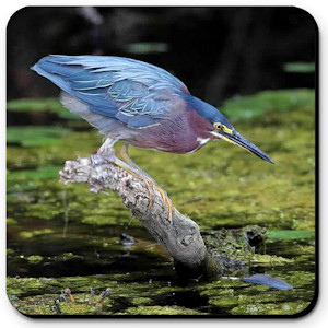 Green Heron with Lost Feather