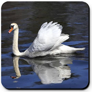 Swan with Ruffled Feathers