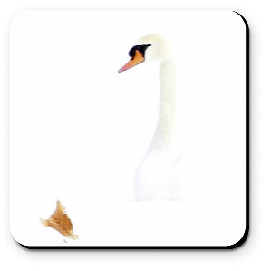 Swan in Snow with Leaf