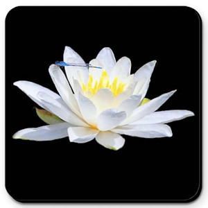 Water Lily with Blue Dasher